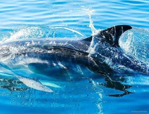 Närbild på en delfin med ryggfenan ovanför stänkande vatten under en båttur i Malaga