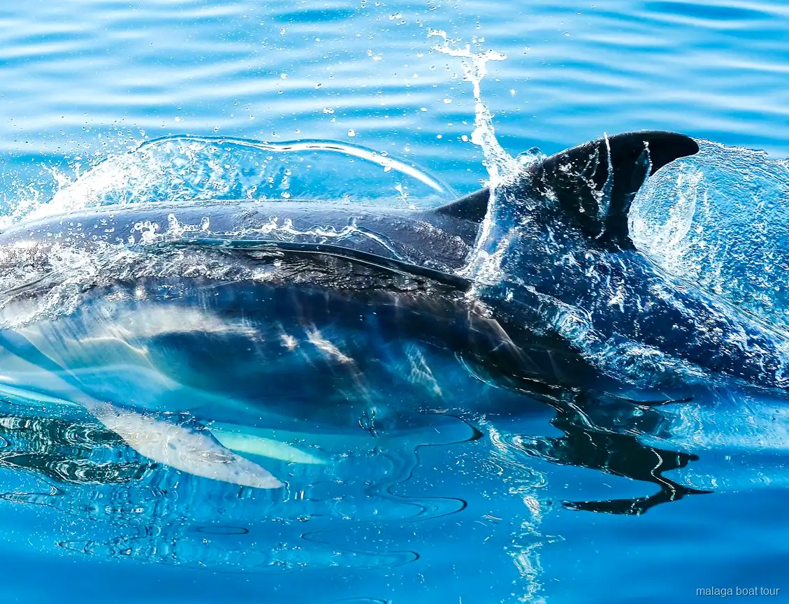 Närbild på en delfin med ryggfenan ovanför stänkande vatten under en båttur i Malaga
