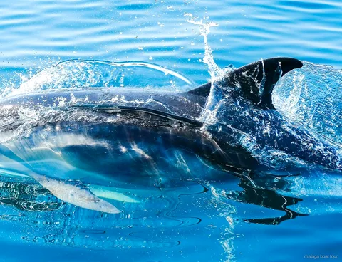 Nahaufnahme eines Delfins mit Rückenflosse über spritzendem Wasser bei einer Bootstour Malaga