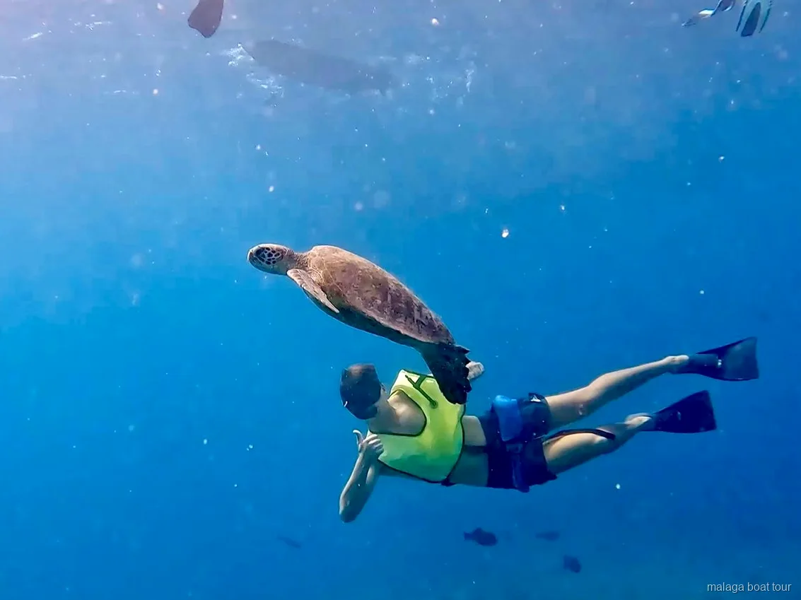 Persona in snorkeling accanto a una tartaruga marina in acqua blu durante un tour in barca a Malaga