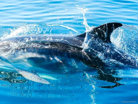 Plano aproximado de um golfinho com a barbatana dorsal entre salpicos num passeio de barco em Málaga