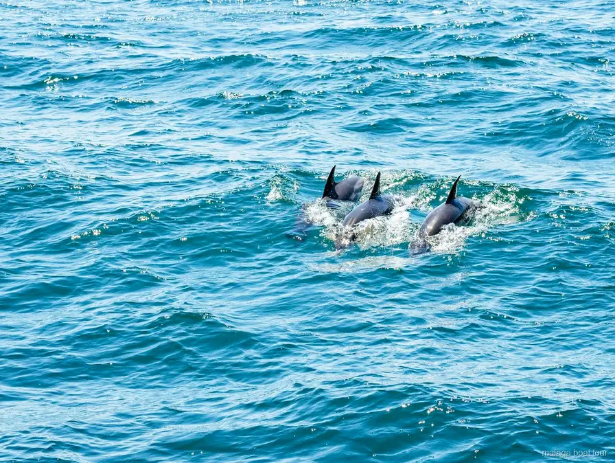 Três golfinhos a nadar juntos com as barbatanas fora de água num passeio de barco em Málaga