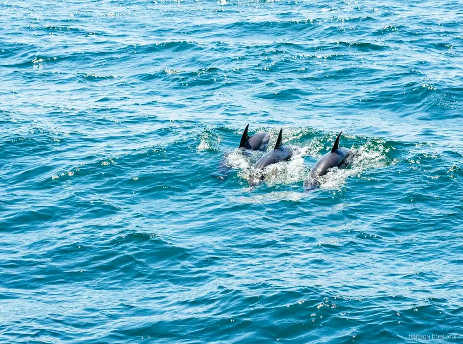 Trois dauphins nageant ensemble, ailerons hors de l'eau, pendant une excursion en bateau à Malaga