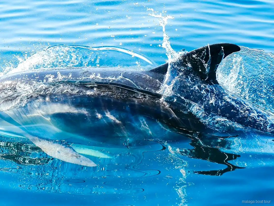 Primer plano de un delfín con la aleta dorsal sobre el agua salpicada en una excursión en barco por Málaga