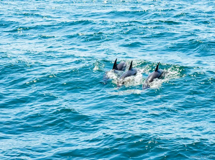 Tres delfines nadando juntos con las aletas fuera del agua en una excursión en barco por Málaga