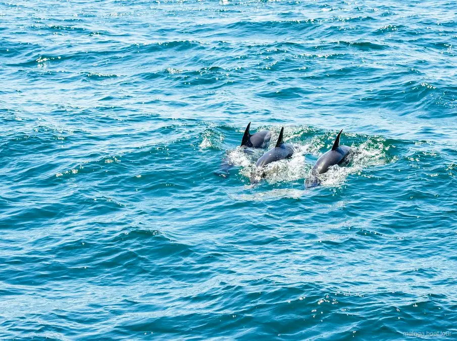 Drie dolfijnen zwemmen samen met hun vinnen boven water tijdens een boottocht Malaga